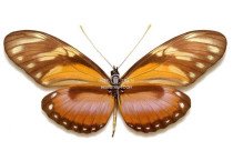 HELICONIUS HECALESIA OCTAVIA